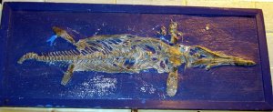 The Ichthyosaur before conservation with a blue background