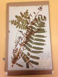 A dried fern pressed onto a sheet with notes in the bottom right corner.