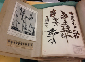 A book open on a page with 2 Herbarium specimens