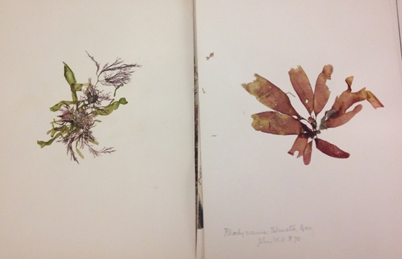 2 flower samples on Herbarium sheets.