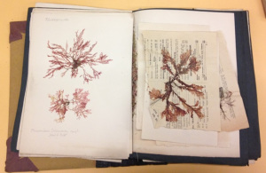 An open book featuring 2 herbarium sheets
