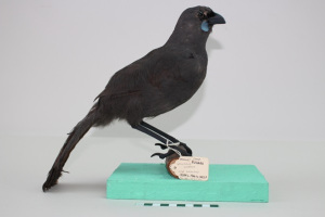 taxidermy of a dark grey bird