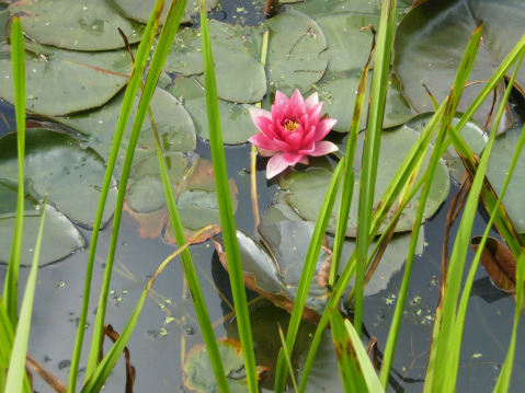 A pink lotus flower floats on a pond amidst lily pads and reeds