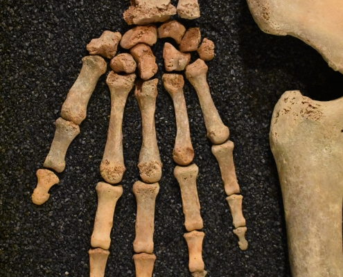Hand from one of the exhibition’s skeletons