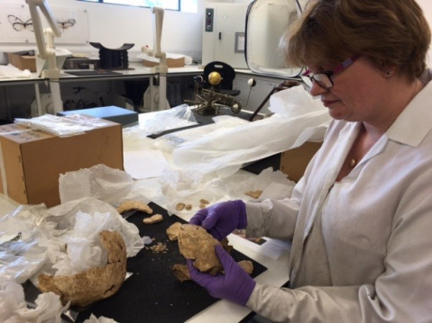 Emma Bowron, conservator at LMG is wearing a lab coat and purple goves she is holding the skull of The Dalton Parlours skull and she is looking at it wearing glasses. She is manipulating the skull on a white desk full of boxes and papers in our office at Leeds Discovery Centre