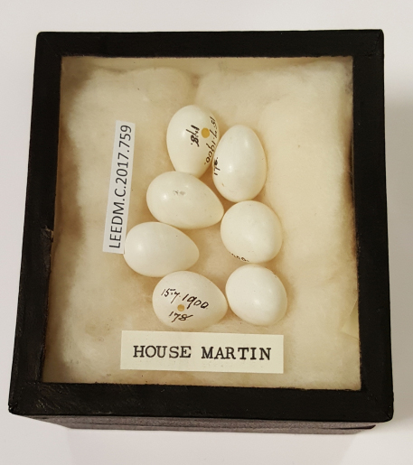 white House Martin eggs in a traditional black glass-topped card box. There is some sort of wool inside of the box.