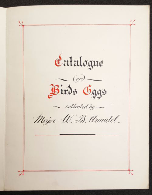 Collectors’ catalogues founded in our collection. White page, black and red ink. You can read Catalogue, Birds Eggs, collected by Major W.B. Arundel.