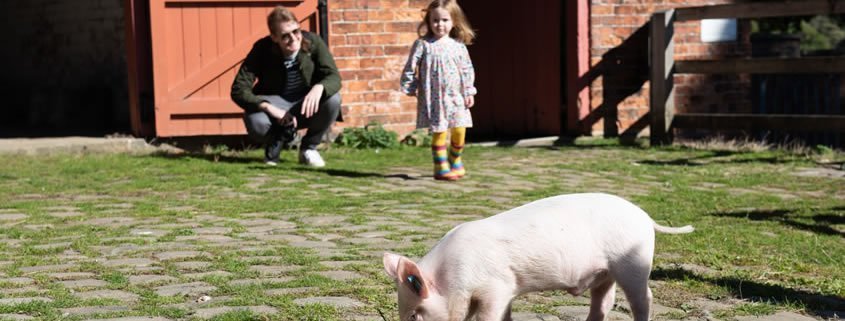 A young girl is standing in a farm and there is a piglet in the foreground.