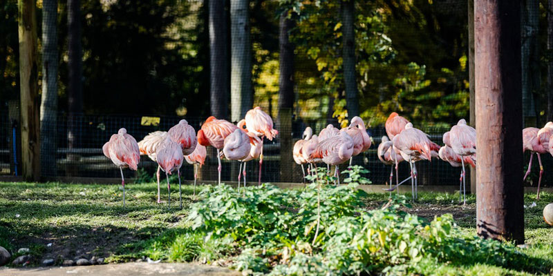 Several flamingos standing in a group