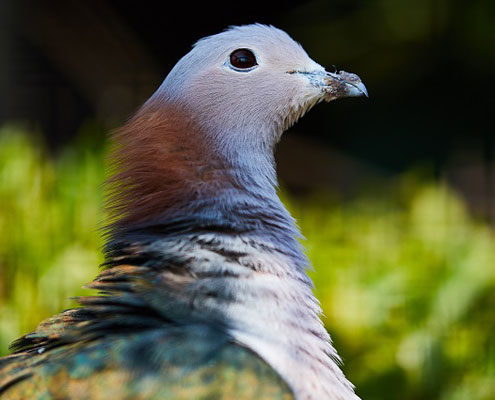 An imperial pigeon from the breast upwards