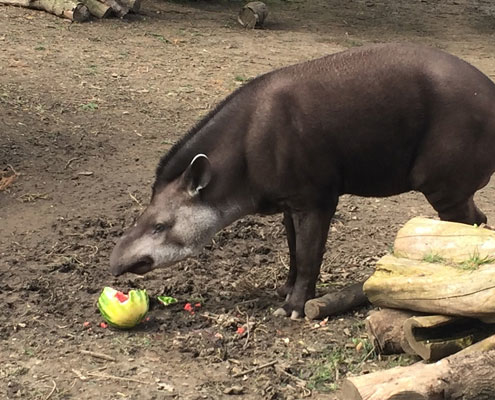 A tapir eating a watermelon