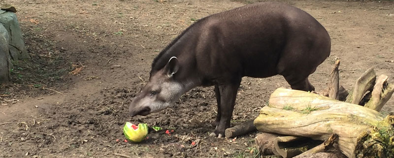 A tapir eating a watermelon