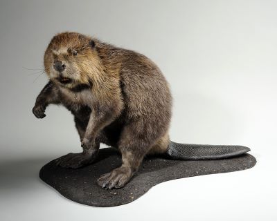 A taxidermy beaver, standing upright.