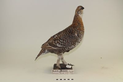 A taxidermy female black grouse, which actually has brown feathers.