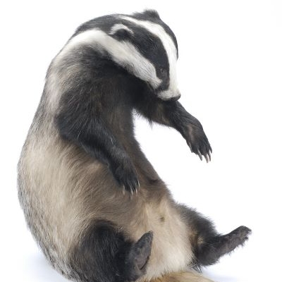 A taxidermy badger in a sitting position with a white background.