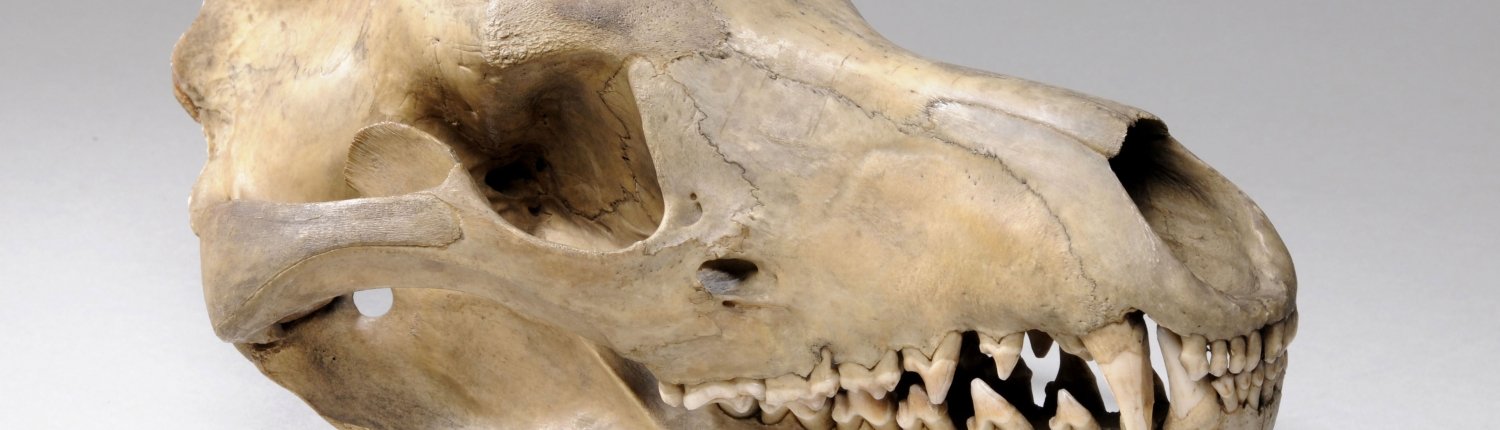 The skull of a thylacine.