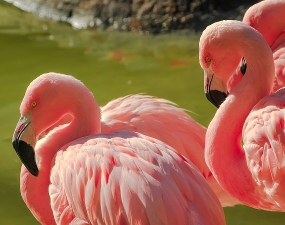 Three flamingos at a pond