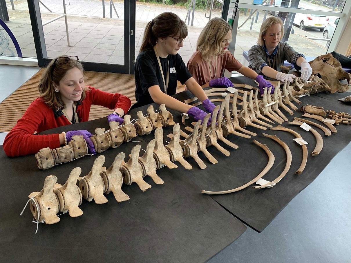 Museum staff organising whale bones
