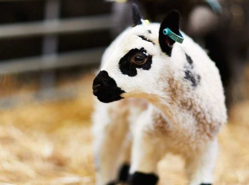 A new-born lamb