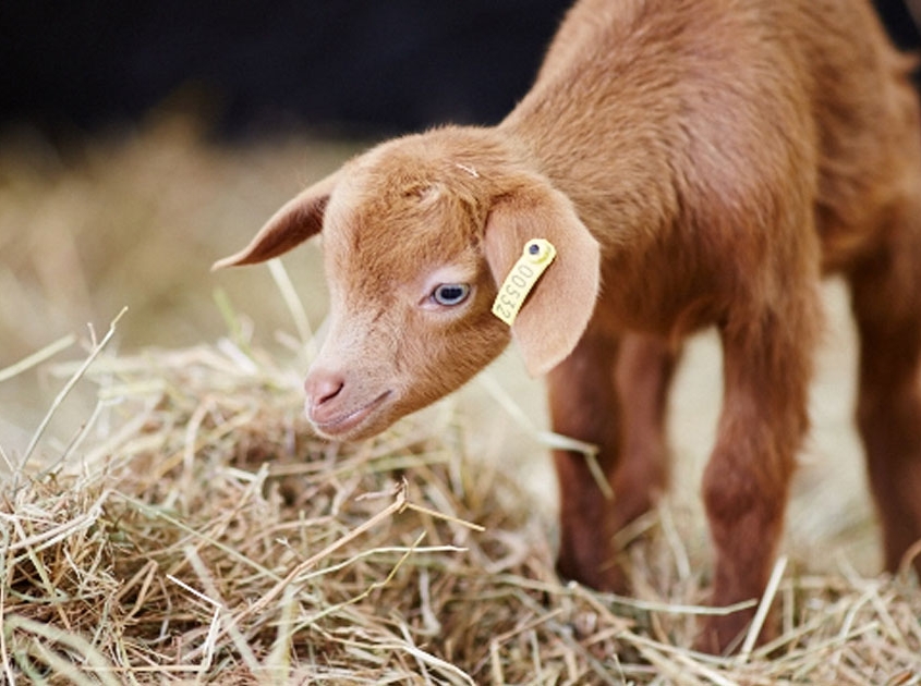 Image of a baby goat at Home Farm