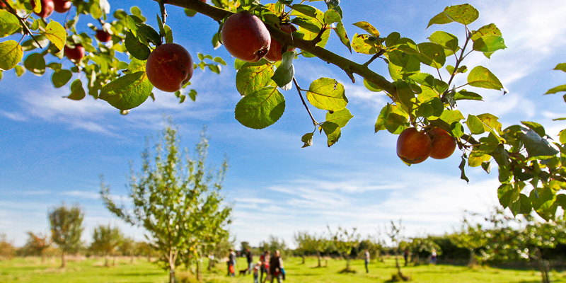 A branch of an apple tree with ripe apples set against the backdrop of the orchard at Lotherton