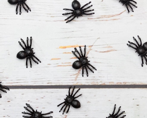 Small plastic spiders laid out on a painted white wooden table