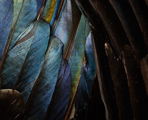 Shiny bright blue feathers