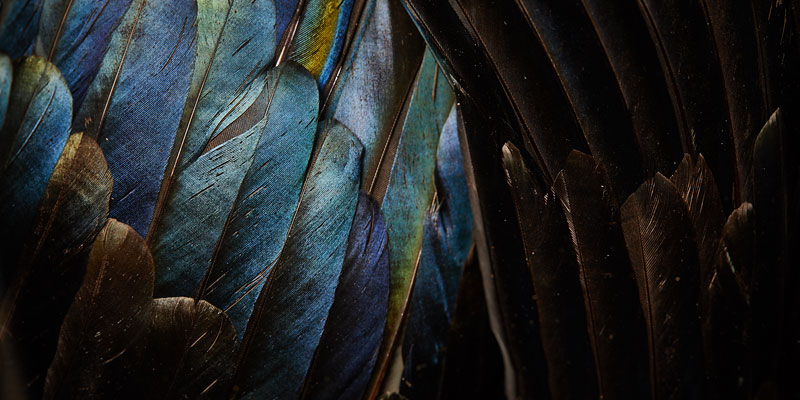 Shiny bright blue feathers