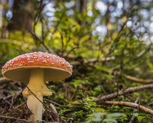 A brown mushroom growing in a forrest