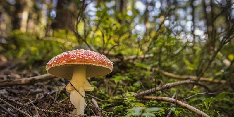 A brown mushroom growing in a forrest
