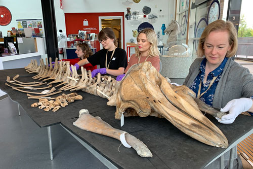 Leeds Museums & Galleries staff with a skeleton of a long-finned pilot whale