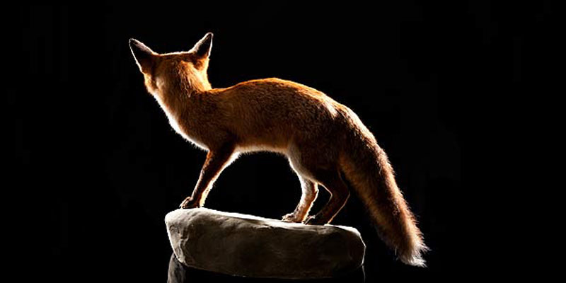The back of a fox standing on top of a rock in the darkness