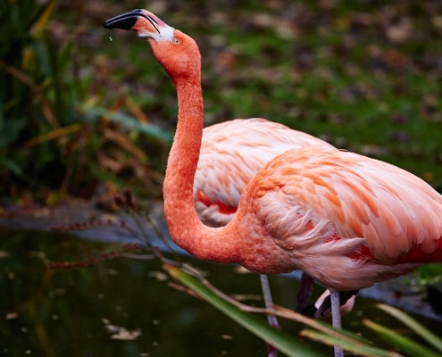 A flamingo