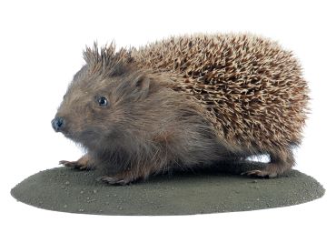 A taxidermy hedgehog