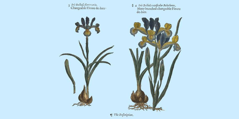 Illustrations of herbs from Leeds Libraries collections