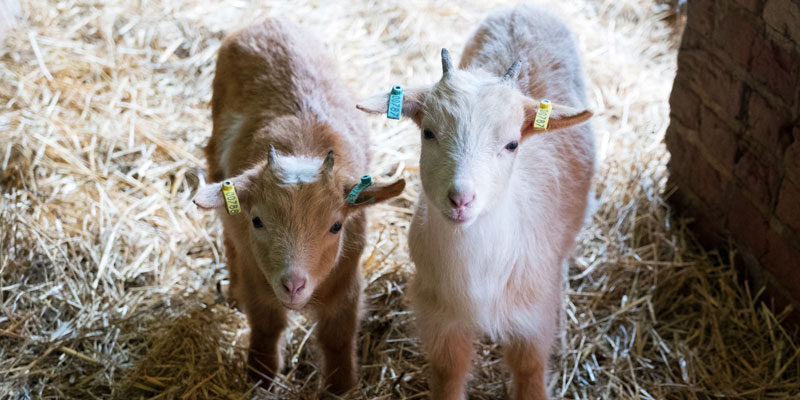 Two goat kids looking at the camera. One is white and the other ginger and they are standing on hay