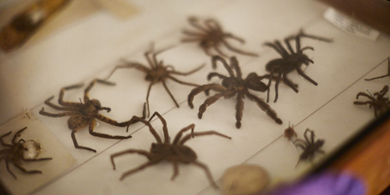 Spider specimens of various sizes in a museum display case