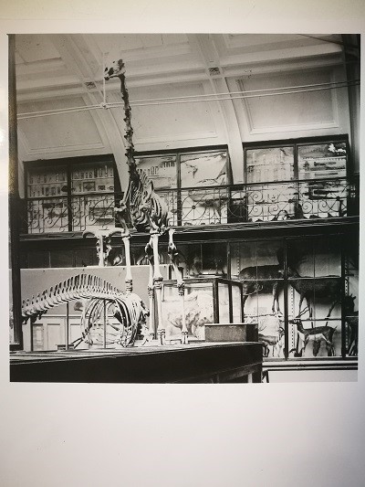 A black and white photograph of a gallery space with taxidermy in cases. In the middle is the skeleton of a giraffe and a whale.