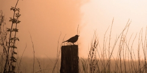 A bird standing on a wooden post with a pink skyline in the background