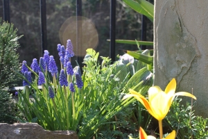 Grape hyacinths and tulips
