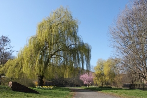 A willow tree in a garden