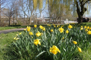 Daffodils in a garden