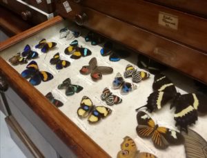 An open drawer in a cabinet, filled with butterfly specimens