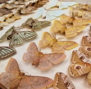 A drawer full of moth specimens