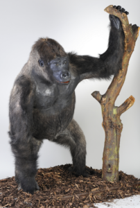 A taxidermy mount of a gorilla