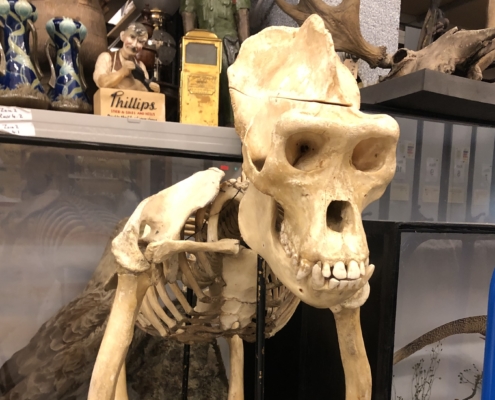 A skeleton of a gorilla