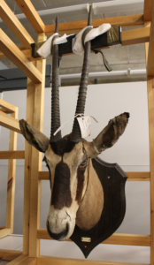 The taxidermy mounted head of an Oryx.