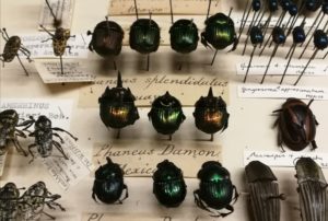 A drawer full of rainbow scarab beetle specimens