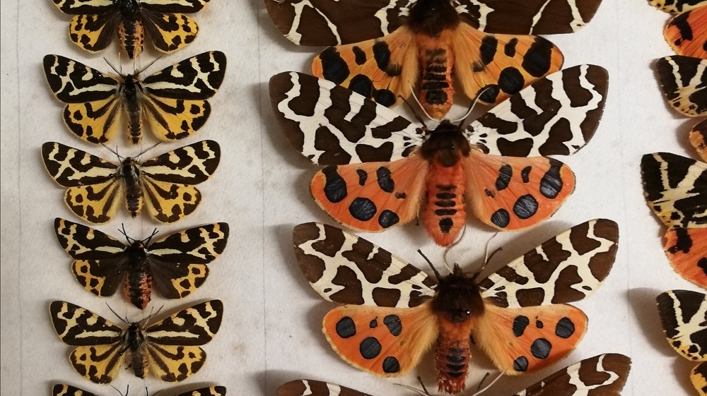 Dead Inspiring: Insect collections and empowering young scientists