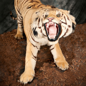 A taxidermy tiger in a museum case